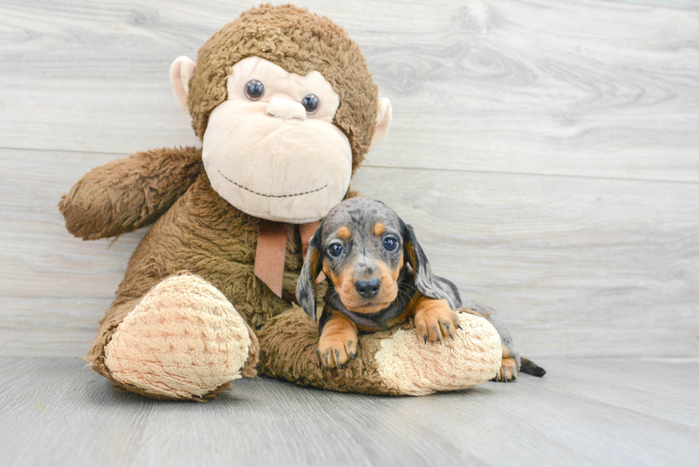 Cute Dachshund Baby