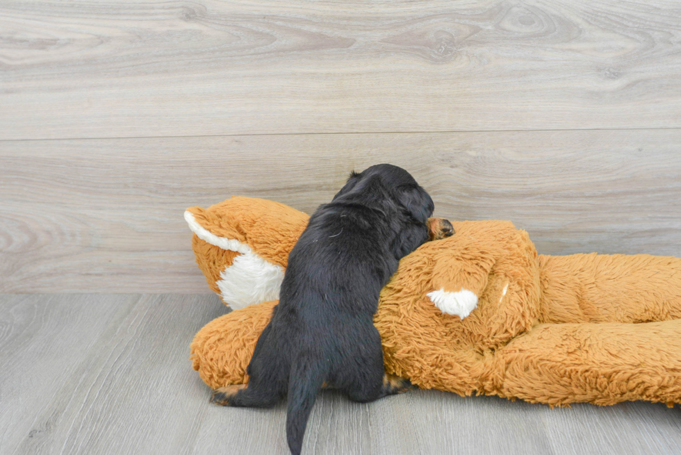 Cute Dachshund Purebred Pup
