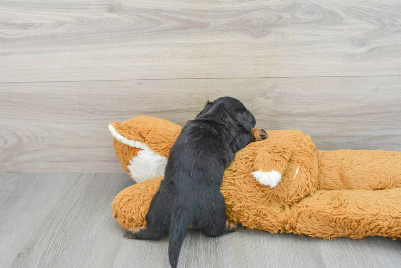 Meet Posie - our Dachshund Puppy Photo 2/3 - Premier Pups