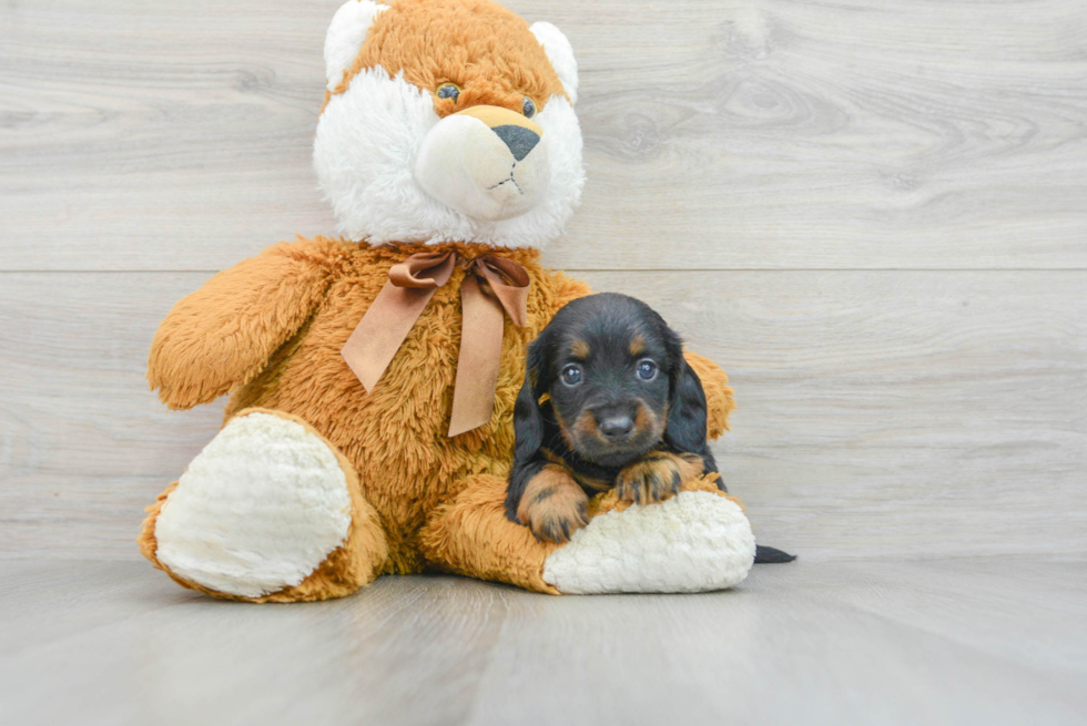 Cute Dachshund Purebred Puppy