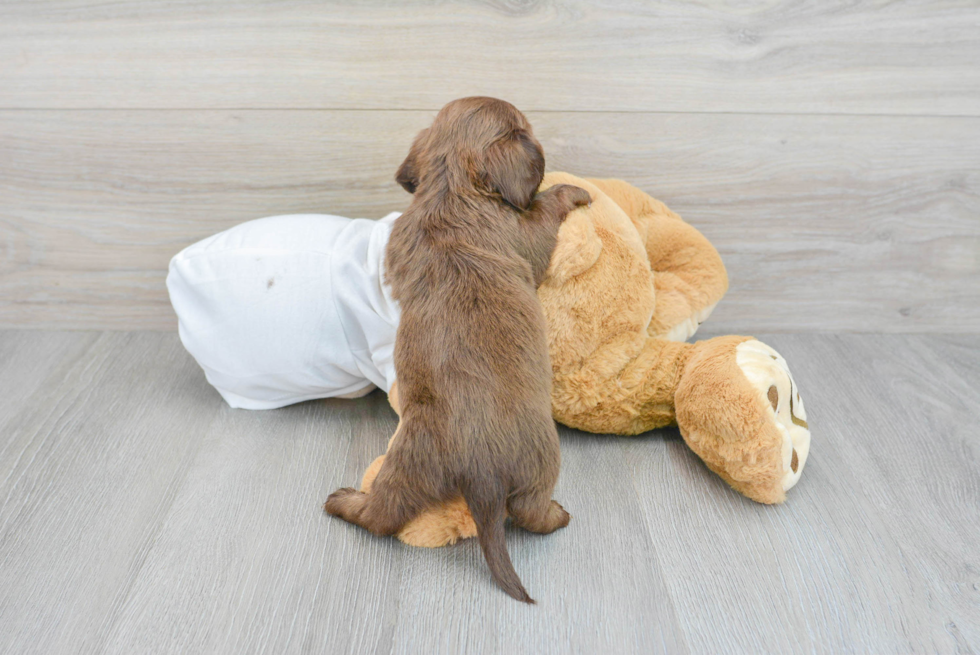 Cute Dachshund Purebred Pup