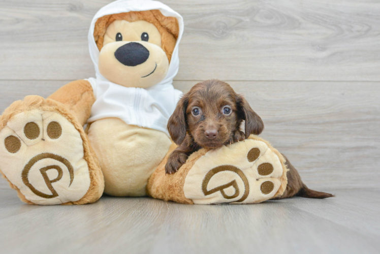 Dachshund Puppy for Adoption