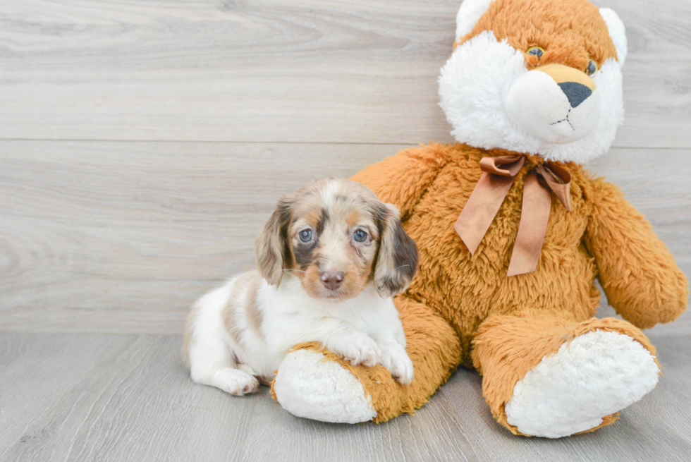 Cute Dachshund Purebred Pup