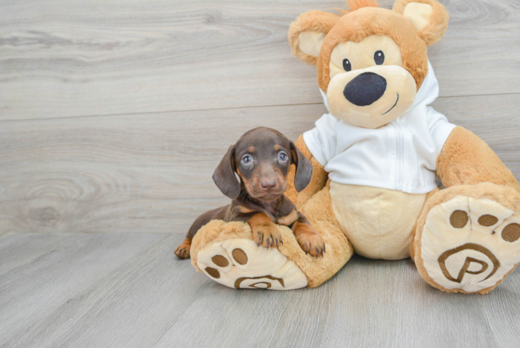 Best Dachshund Baby