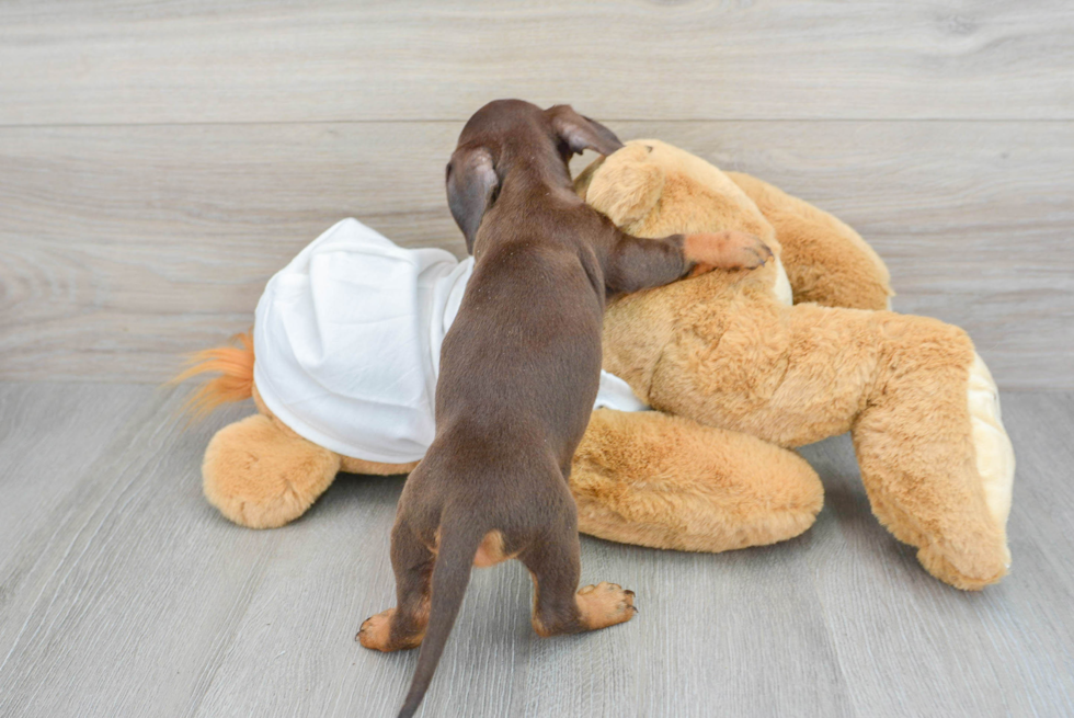 Cute Dachshund Purebred Puppy