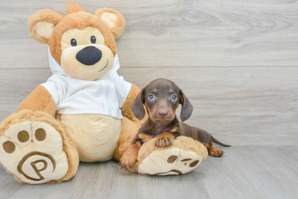 Cute Dachshund Purebred Pup