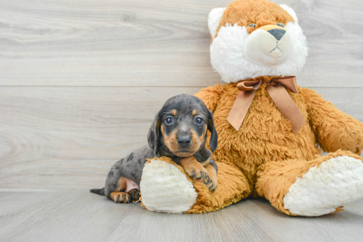 Cute Dachshund Purebred Pup