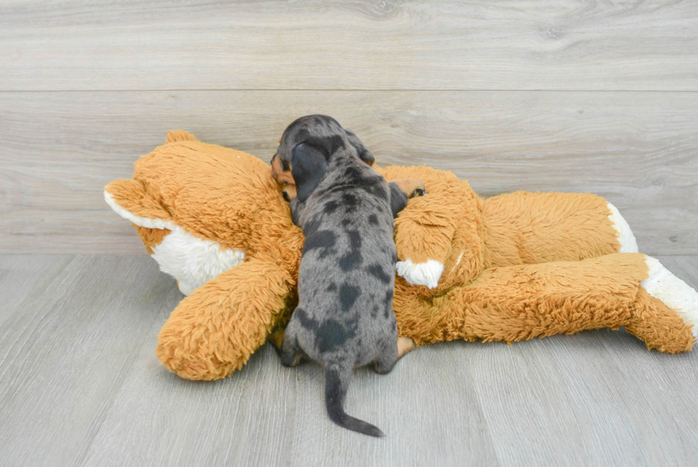 Cute Dachshund Baby