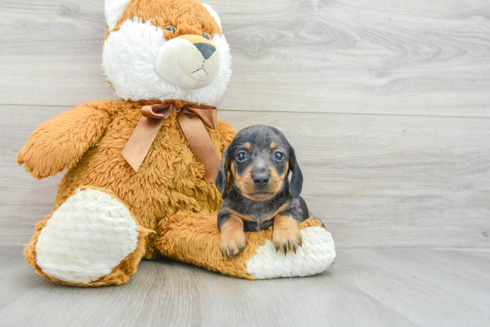Cute Dachshund Purebred Puppy