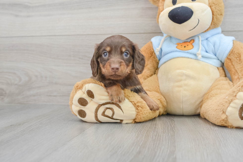 Cute Dachshund Purebred Pup