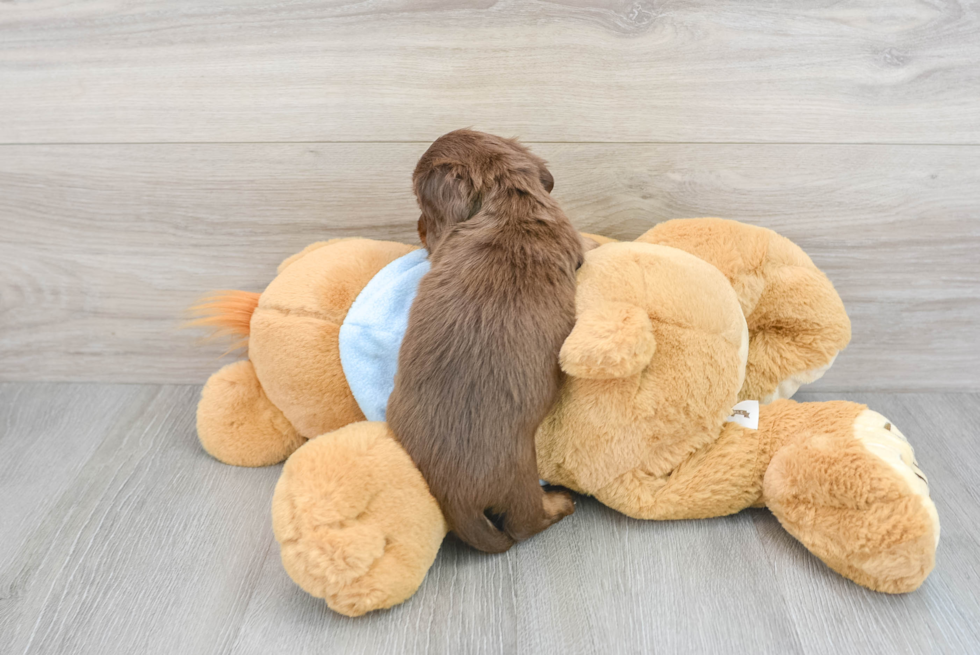 Cute Dachshund Baby