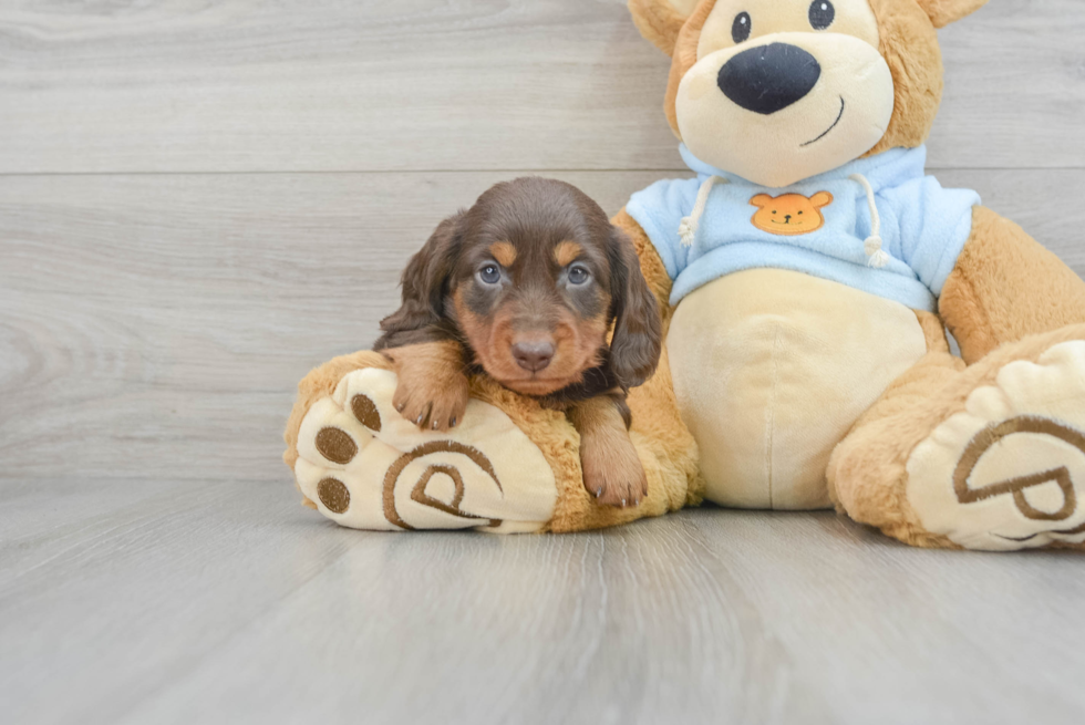 Dachshund Puppy for Adoption