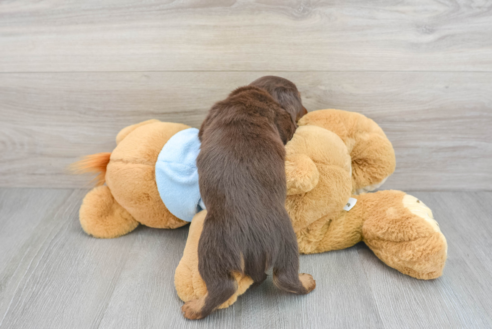 Dachshund Pup Being Cute