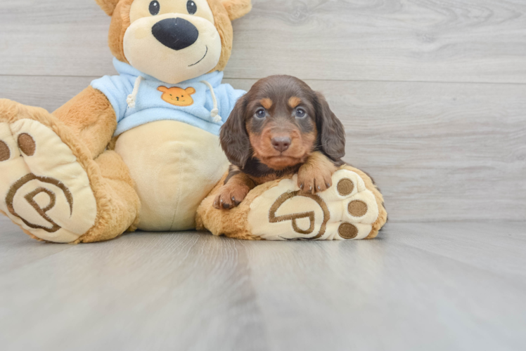 Best Dachshund Baby