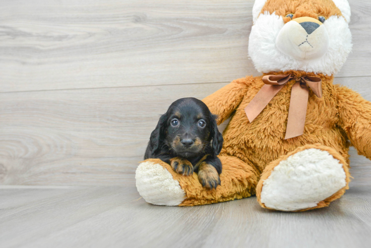 Dachshund Puppy for Adoption