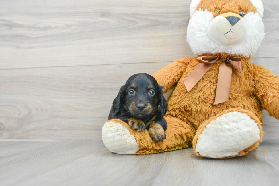 Dachshund Puppy for Adoption