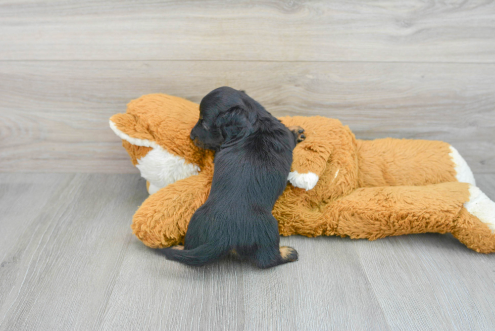 Dachshund Pup Being Cute