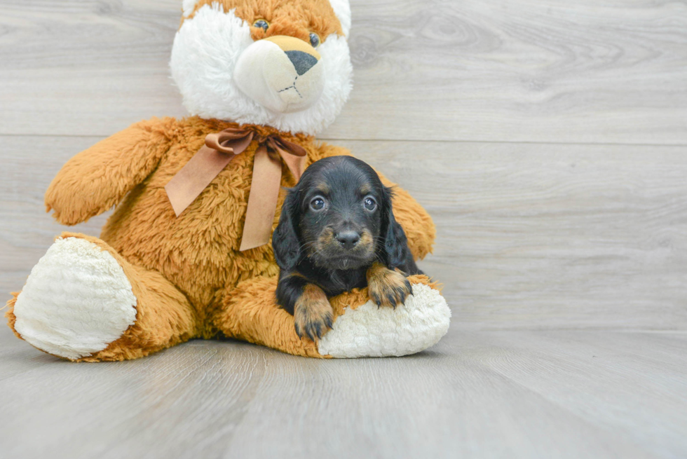 Dachshund Puppy for Adoption