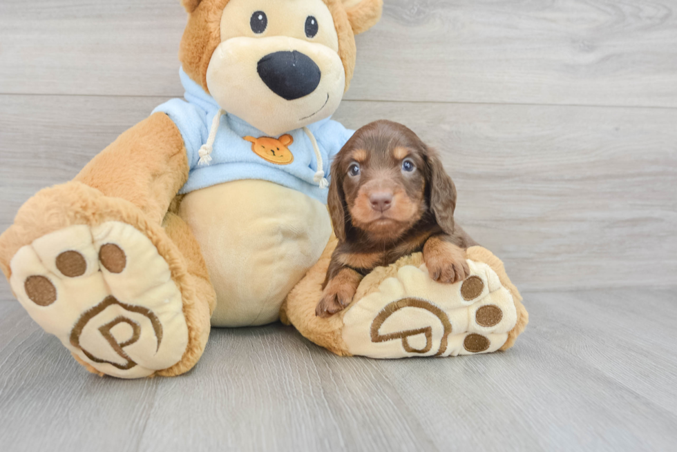 Cute Dachshund Purebred Puppy