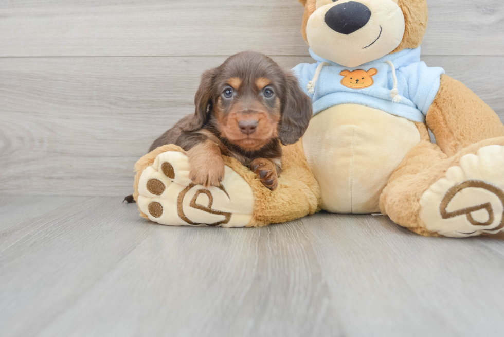 Cute Dachshund Baby