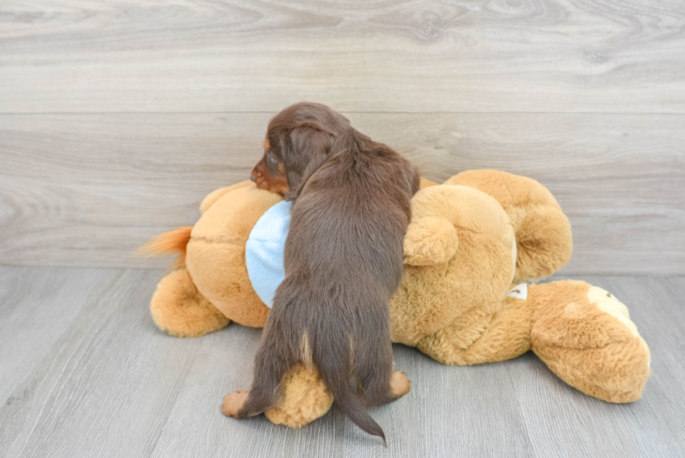 Cute Dachshund Baby