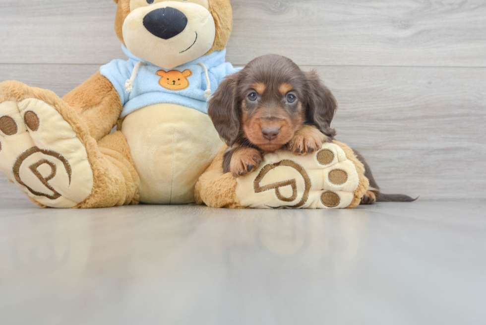 Dachshund Pup Being Cute