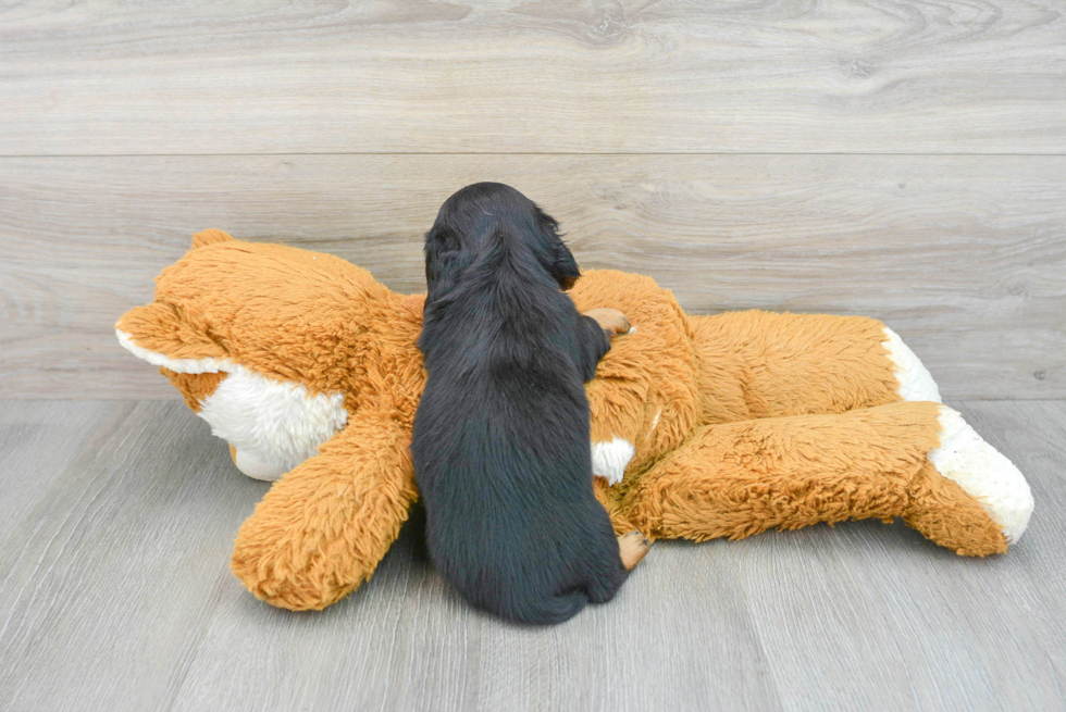 Cute Dachshund Baby