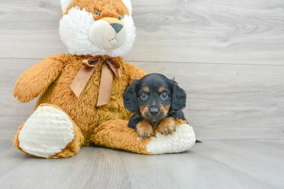 Cute Dachshund Purebred Puppy
