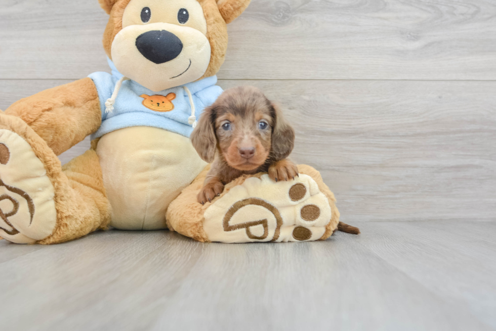 Cute Dachshund Purebred Pup