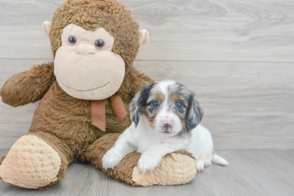 Cute Dachshund Baby