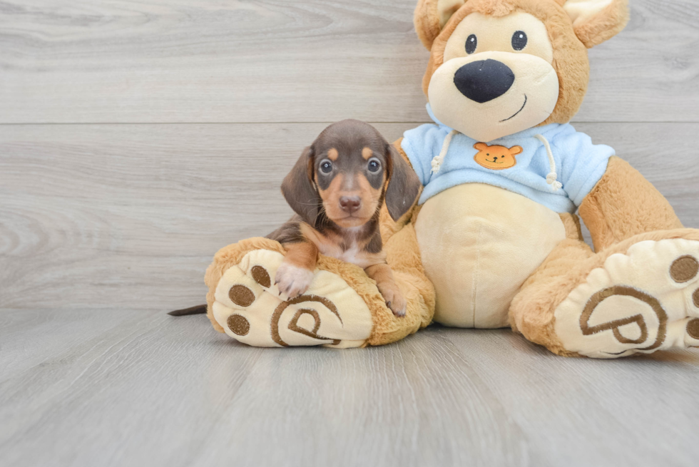 Best Dachshund Baby