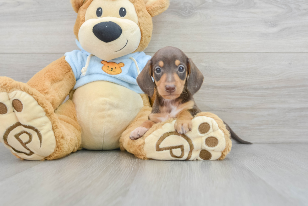 Cute Dachshund Purebred Puppy