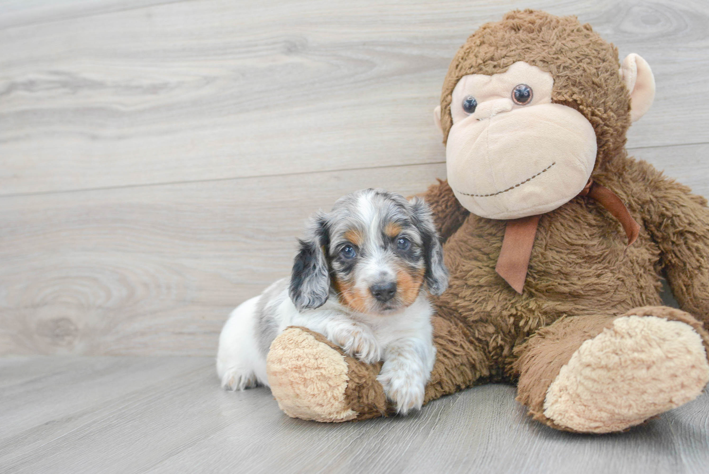 Cute Dachshund Baby