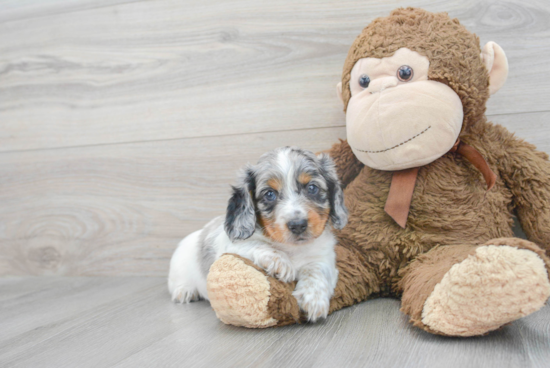 Cute Dachshund Baby