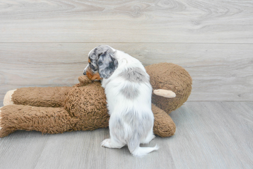 Dachshund Pup Being Cute