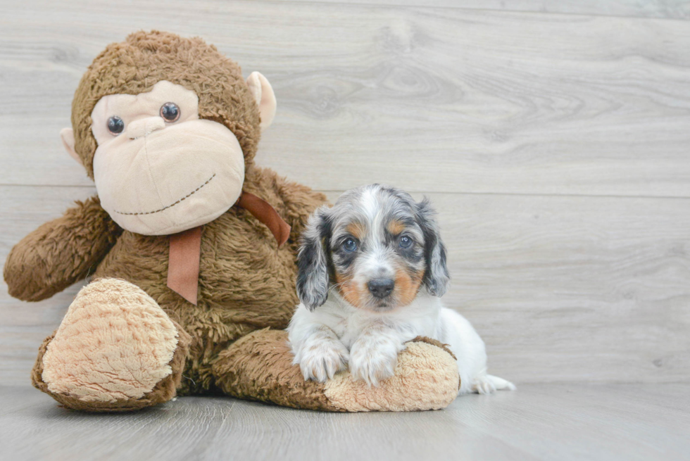 Dachshund Puppy for Adoption