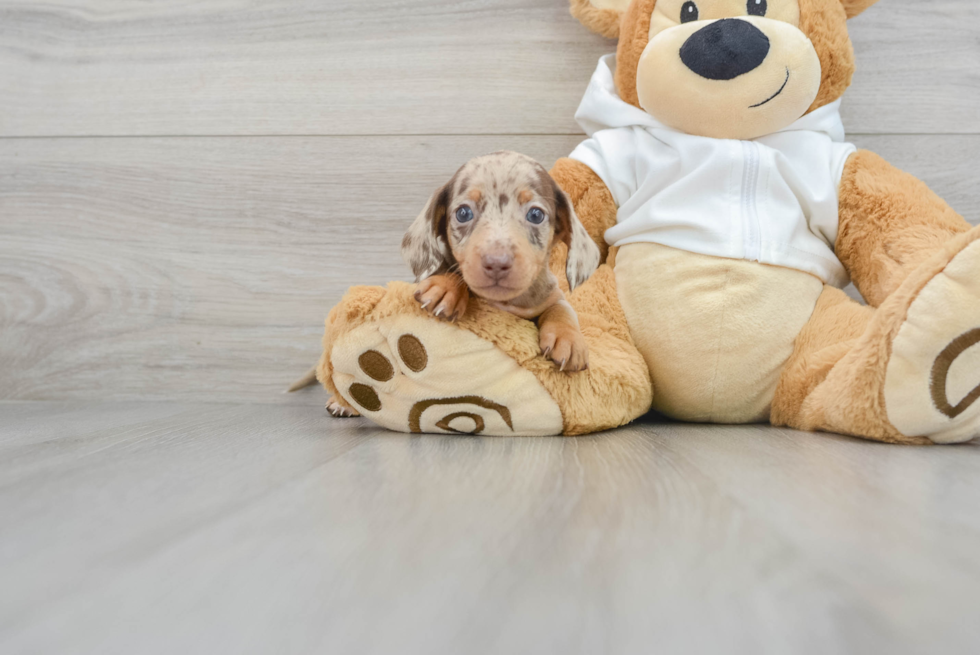 Dachshund Pup Being Cute