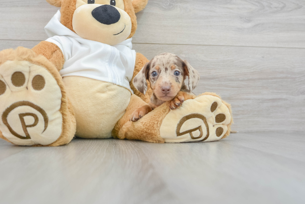 Cute Dachshund Purebred Puppy