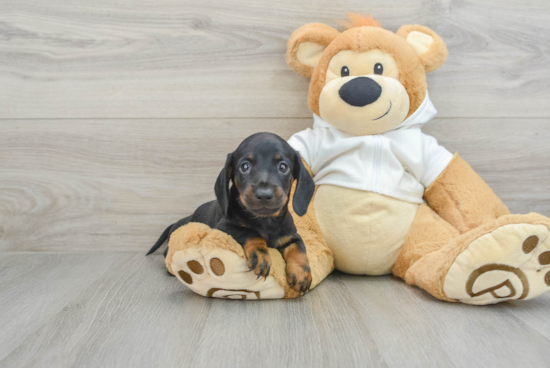 Cute Dachshund Purebred Pup