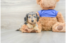 Dachshund Puppy for Adoption