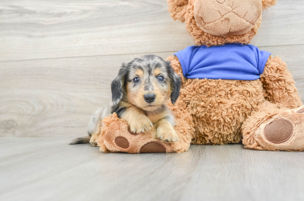 5 week old Dachshund Puppy For Sale - Premier Pups