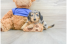 Dachshund Puppy for Adoption