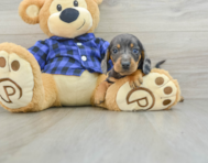 7 week old Dachshund Puppy For Sale - Premier Pups