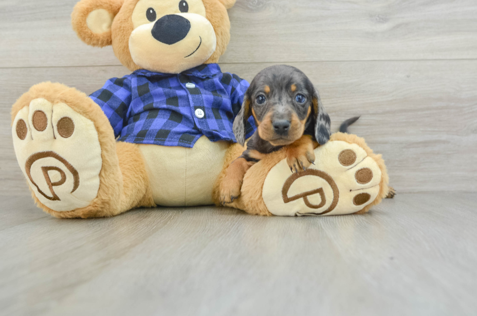 7 week old Dachshund Puppy For Sale - Premier Pups