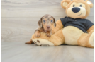 Dachshund Pup Being Cute