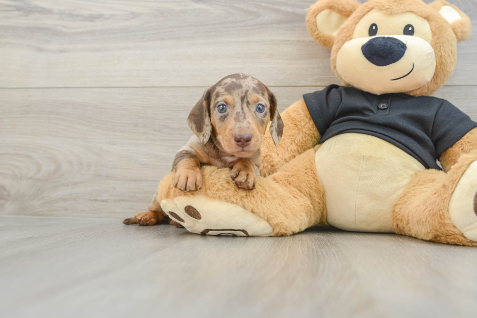 Dachshund Pup Being Cute