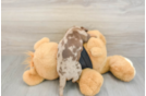 Dachshund Puppy for Adoption