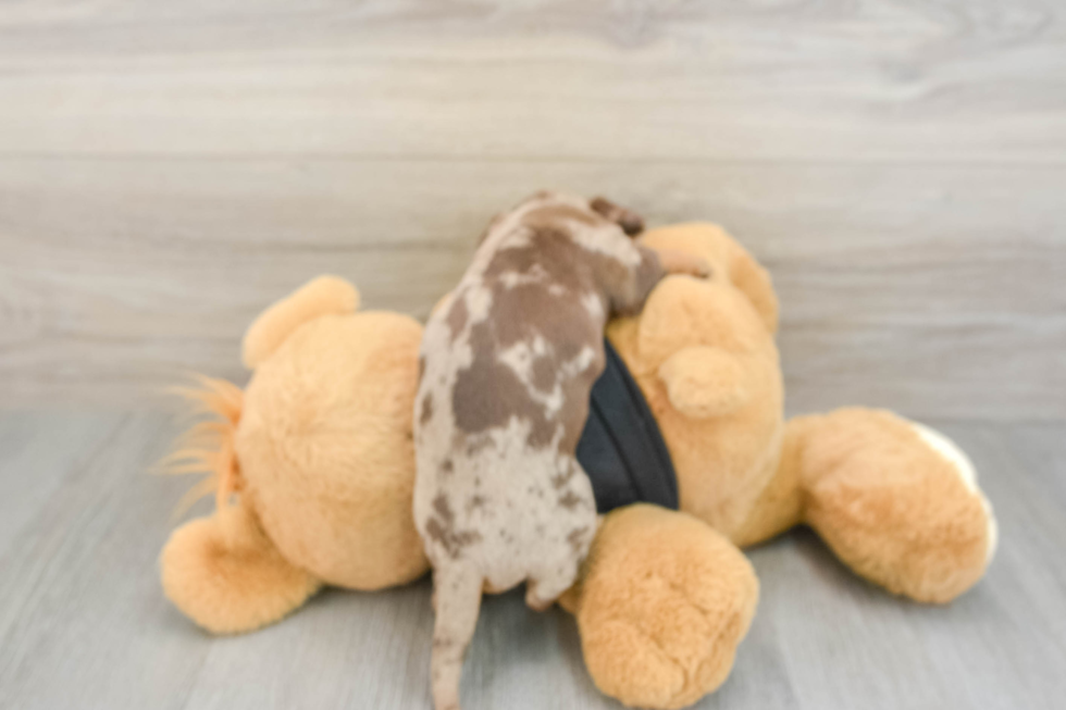 Dachshund Puppy for Adoption