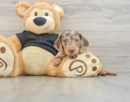 5 week old Dachshund Puppy For Sale - Premier Pups