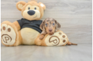 Cute Doxie Purebred Puppy